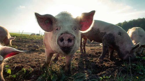 pig butchering estafa cerdos unsplash
